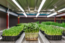 Urban Microgreen Farm.The Microgreen In Plastic Trays.Baby Leaves, Phytolamp.Sprouting Microgreens On The Hemp Biodegradable Mats.Germination Of Seeds At Home.Eco-friendly Small Business.