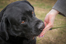 Black Labrador Dog. The Domestic Dog Walks In The Park And Eats Food From His Hands.