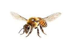 Honey Bee Isolated On Transparent Background. AI