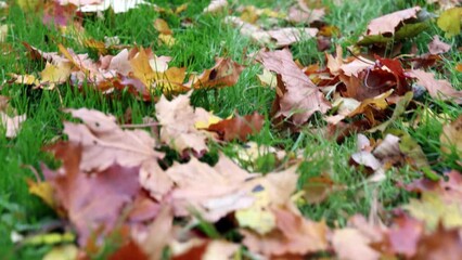 Poster - bright yellow maple foliage. fine autumn video background