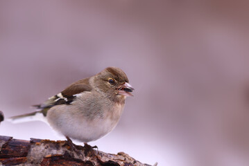 Wall Mural - A finch with a seed in its beak on a branch, on a blurred pink background.... Front view....
