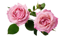 Top View Of Two Beautiful Pink Rose Flowers On Cutout Transparent PNG Background. Generative AI