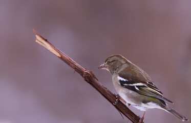 Wall Mural - Finch on a vine, on a blurred pink background.....