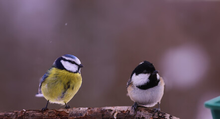 Wall Mural - Blue tit and Coal tit near the feeder during winter weather