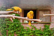 A Pair Of Yellow Parrots Golden Conure (Guaruba Guarouba, Golden Aratinga) Sits On A Branch In A Cage In A Zoo, Soft Focus