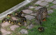 Entenfamilie im Stadtgarten von Freiburg