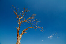 Dried Dead Tree And Blue Background