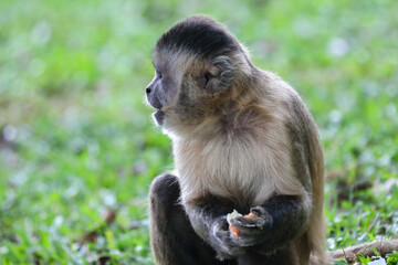 Closeup of tufted capuchin monkey (Sapajus apella), capuchin monkey into the wild in Brazil.