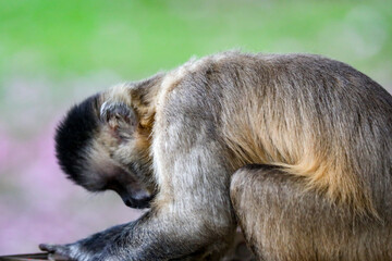 Closeup of tufted capuchin monkey (Sapajus apella), capuchin monkey into the wild in Brazil.