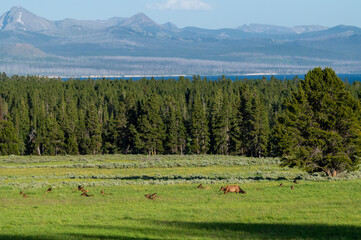 Sticker - Herd of Female Elk Graze In Meadow Near Yellowstone Lake