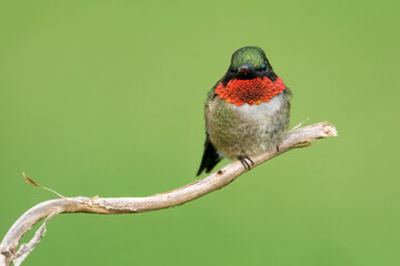 Wall Mural - Ruby-throated Hummignbird