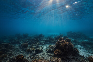 Wall Mural - underwater scene with coral reef