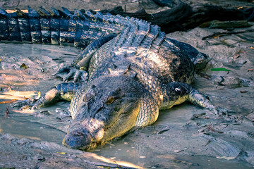 Freshwater Crocodile in Kakadu National Park, Northern Territory, Australia