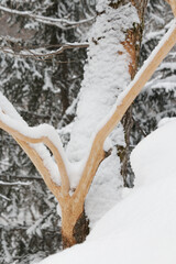 Wall Mural - tree branch stripped of bark by deer in winter