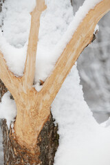 Wall Mural - tree branch stripped of bark by deer in winter