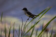 Eastern Kingbird perched at Lacassine National Wildlife Refuge in Louisiana