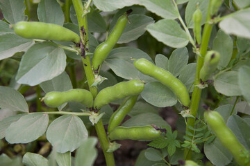 Wall Mural - Broad bean pods closeup growing on a plant in a garden.