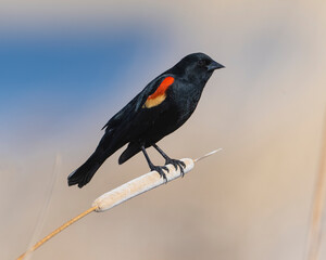 Wall Mural - Red-winged Blackbird