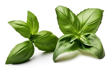 Fresh green organic basil and rosemary leaves isolated on white background, generate ai