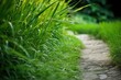 © AkuAku - tranquil pathway surrounded by vibrant green grass. Generative AI