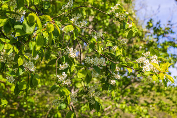 Canvas Print - Flowering Bird cherry branch at springtime