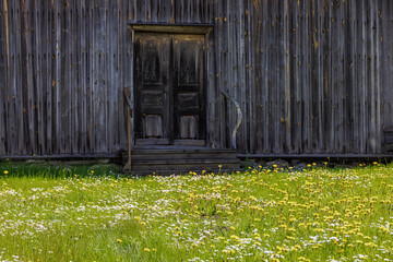 Canvas Print - Daisy and dandelion flowers by an old cottage