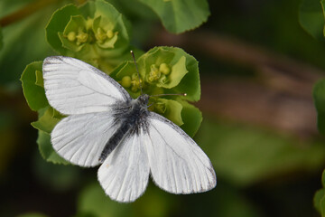 Wall Mural - The green-veined white (Pieris napi) butterfly on wildflower. Natural background, big white butterfly