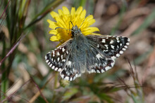 Southern Grizzled Skipper (Pyrgus Malvoides) On A Flower