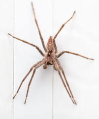 Wall Mural - spider on white wood background. macro.