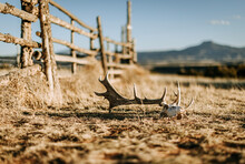 A Deer Skull And Antlers Next To Wooden Fence In Desert, New Mexico
