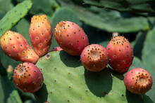 Prickly Pear Cactus Or Opuntia, Ficus-indica, Indian Fig Opuntia With Fruits