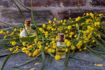 Wall Mural - Mimosa flowers. Essential bottle of mimosa flowers for aromatherapy. natural essential oil