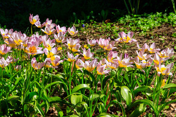 Wild tulips (Tulipa Bakeri Lilac Wonder) in a garden