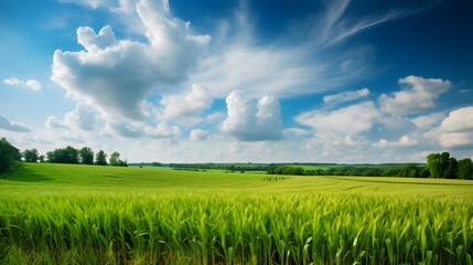 An idyllic agriculture-themed background featuring a verdant cornfield. The lush greenery showcases the abundance of the earth, while a vibrant blue sky with wispy clouds overhead adds to the pictures