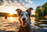 Fototapeta Młodzieżowe - border collie dog  in a water, lake. Ai generative