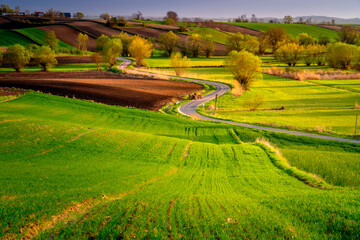 Spring fields in Ponidzie in Poland. Kraków, Kielce. Sunset over rapeseed fields.