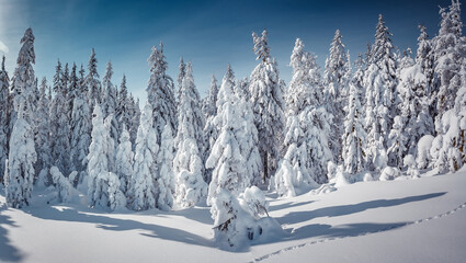 Amazing winter landscape. Wonderland in winter. Spectacular aurora borealis (northern lights) over forest through winter frosty pine trees in night scenery. Creative image. winter holiday concept.