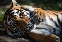 Tiger Licking Paw Zoo. Generate Ai