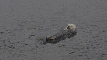 Single Sea Otter Grooming Itself In California