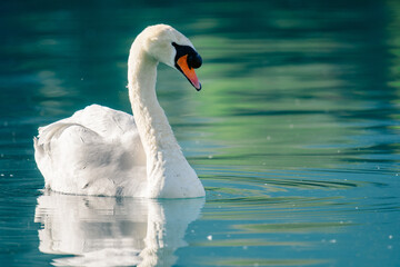 Wall Mural - close up of a swan on turquoise colored Lake Brienz in Iseltwald