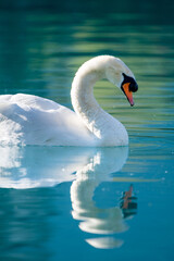 Wall Mural - close up of a swan on turquoise colored Lake Brienz in Iseltwald