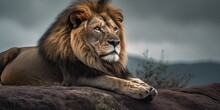 A Majestic Lion Resting On A Rock, Surveying Its Surroundings With Pride, Concept Of Biodiversity Conservation, Created With Generative AI Technology