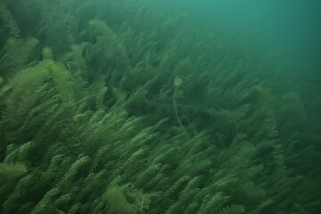 Wall Mural - underwater landscape green algae background abstract water