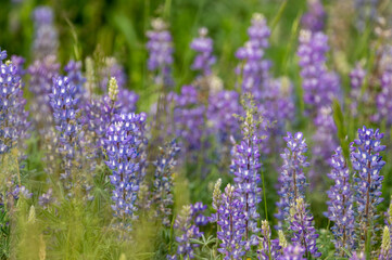 Poster - Layers of Lupine Blooms