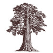 giant sequoia tree, redwood vintage sketch