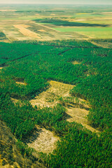 Wall Mural - Aerial View Of Deforestation Area Landscape. Green Pine Forest In Deforestation Zone. Top View Of Forest Landscape. Drone View. Bird's Eye View.