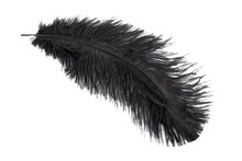 Black Feather Of An Ostrich On A Transparent Isolated Background. Png