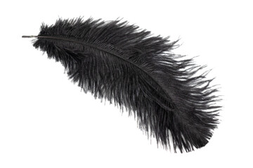 black feather of an ostrich on a transparent isolated background. png