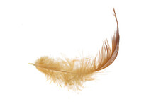 Brown Feather Of A Hen On A Transparent Isolated Background. PNG