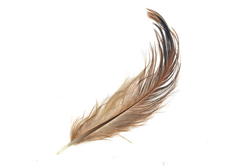 brown feather of a hen on a transparent isolated background. png